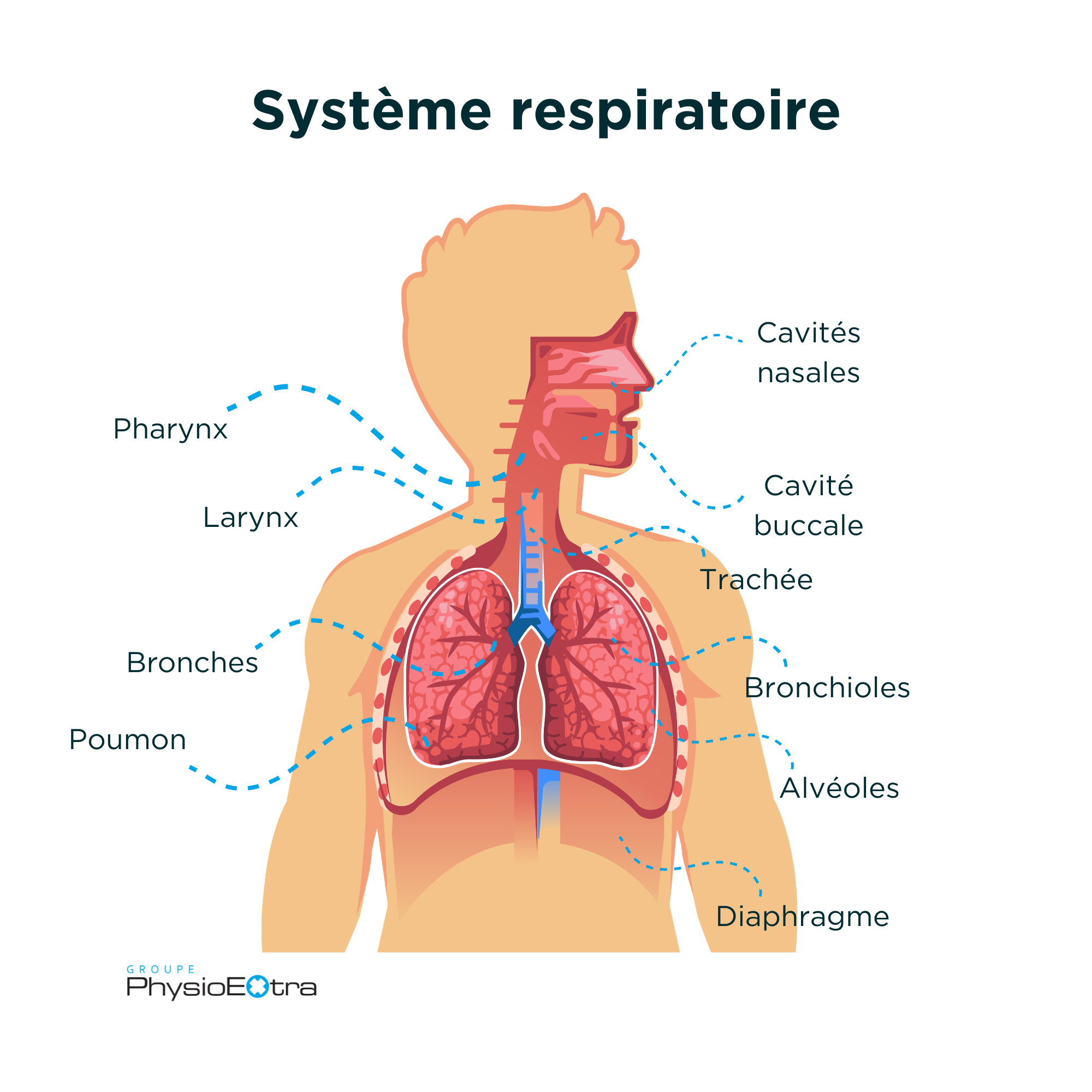 Schéma du système respiratoire humain avec poumons, trachée, bronches, alvéoles et diaphragme