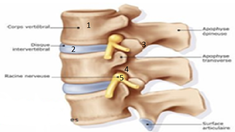 Lombalgie_PhysioExtra