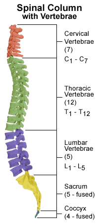 Spinal-column with vertebrae