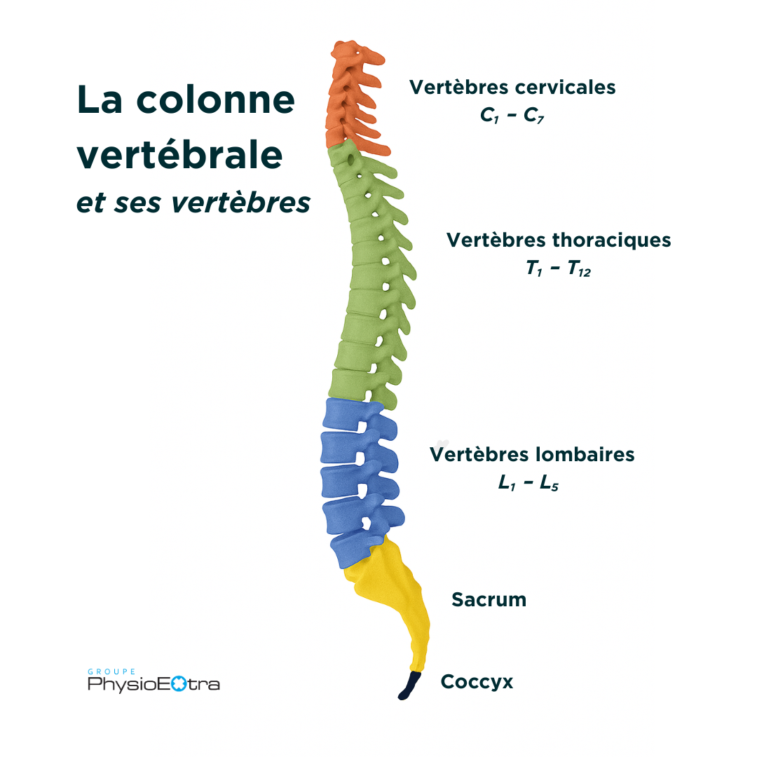 colonne vertébrale et vertèbres