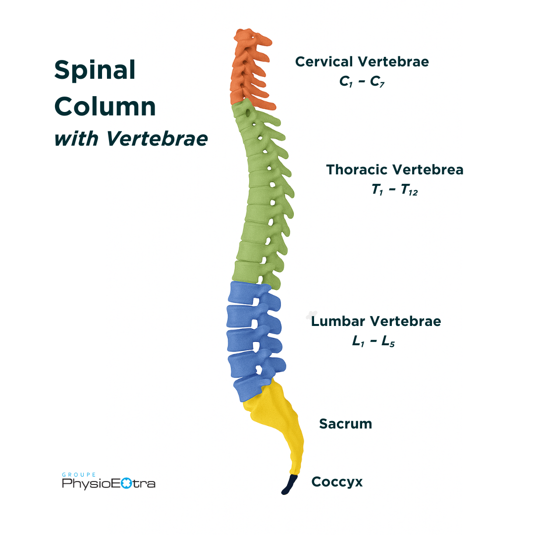 spinal column with vertebrea